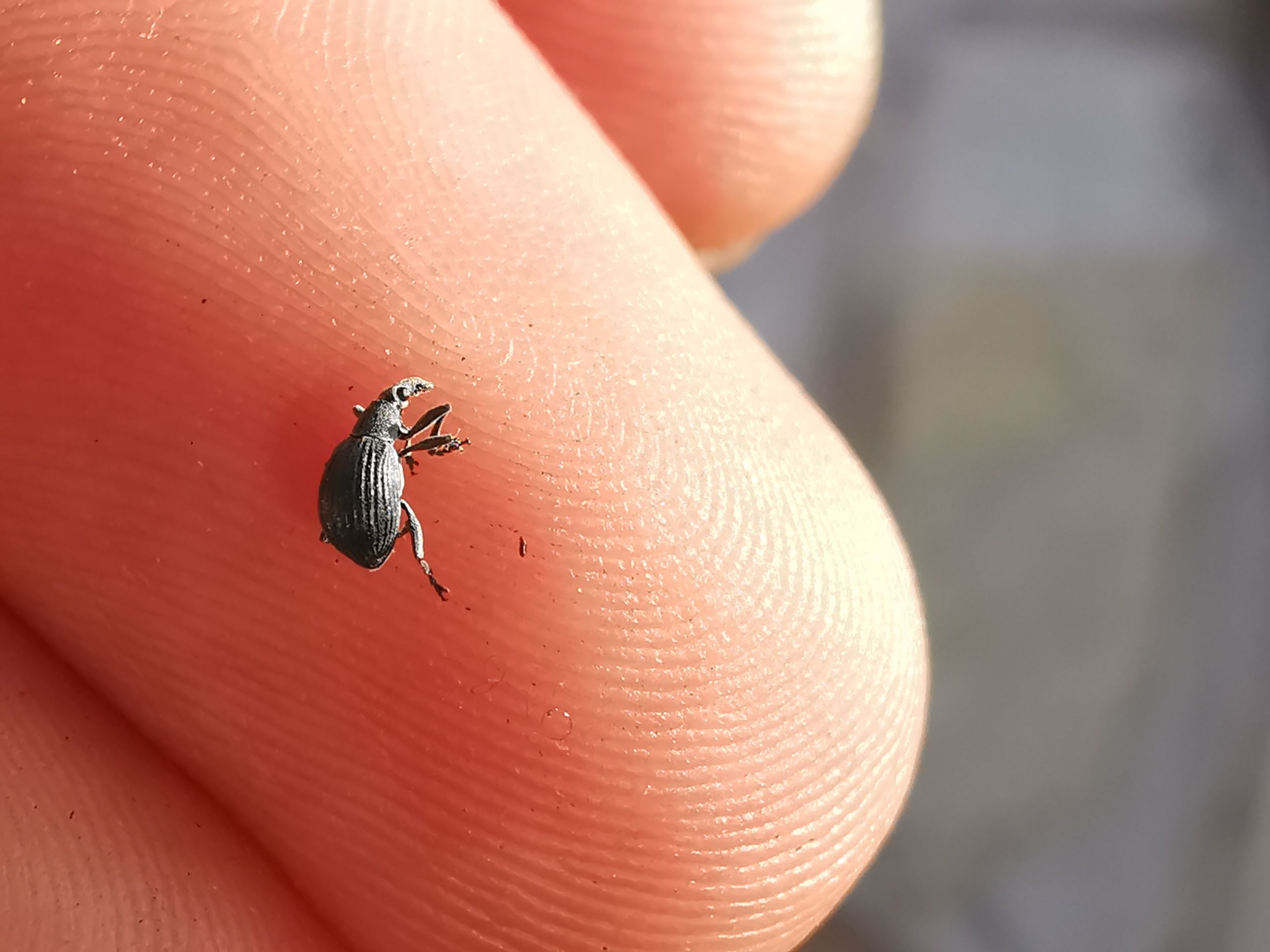 Fissures Insect Oxystome des fissures | Prototype Insectes
