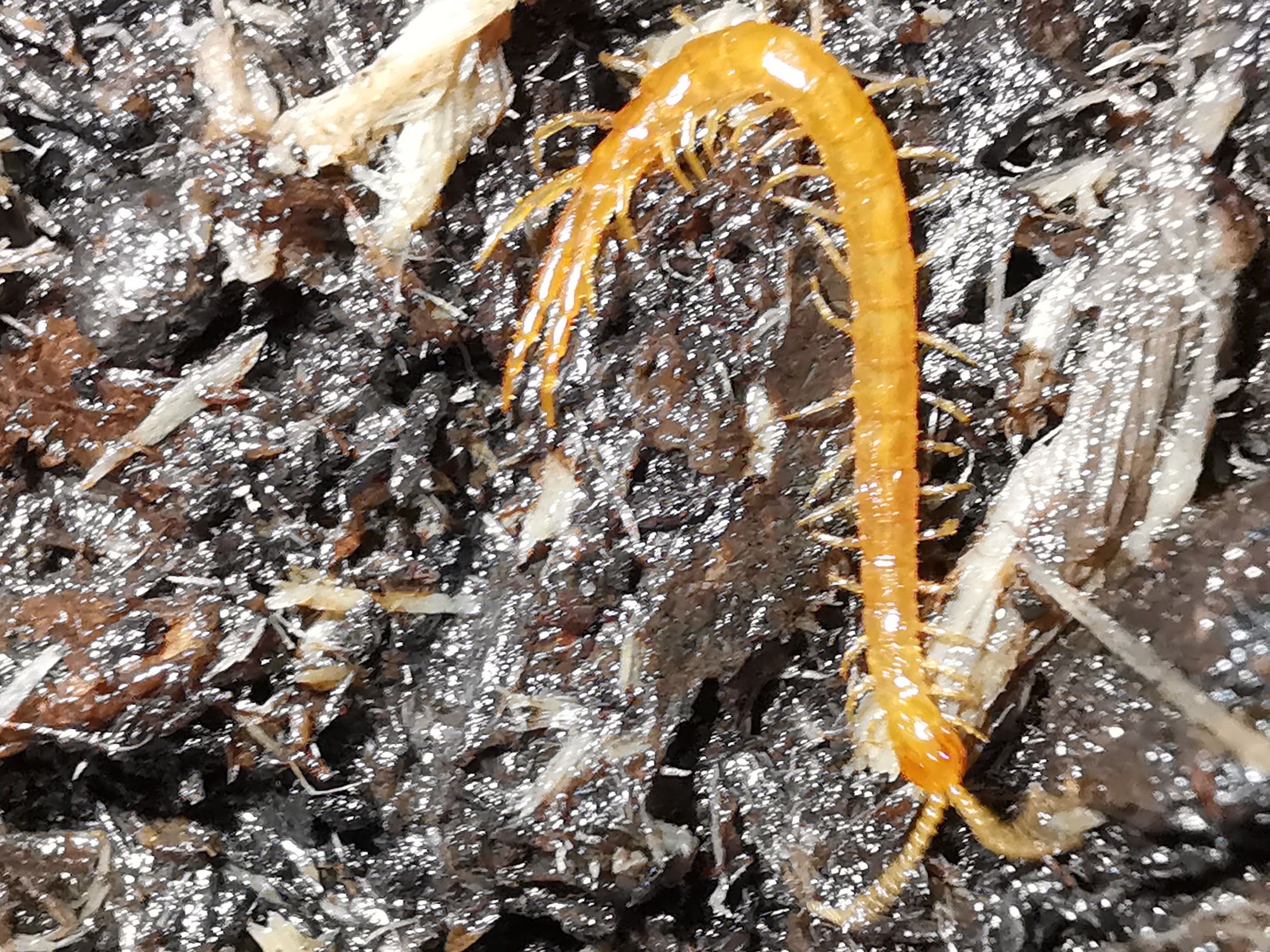 Cryptops | Prototype Insectes