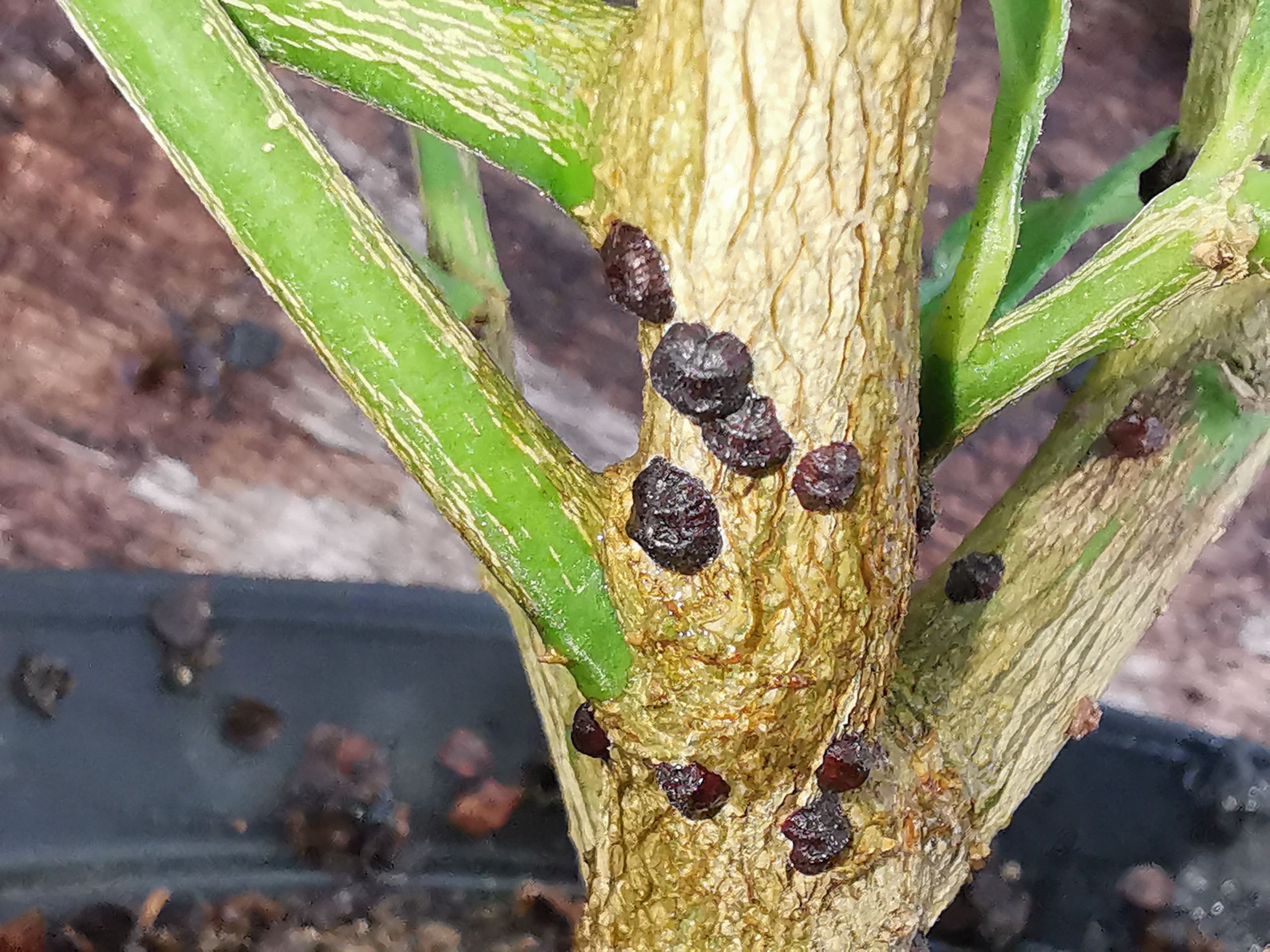 Cochenille noire de l’Olivier | Prototype Insectes