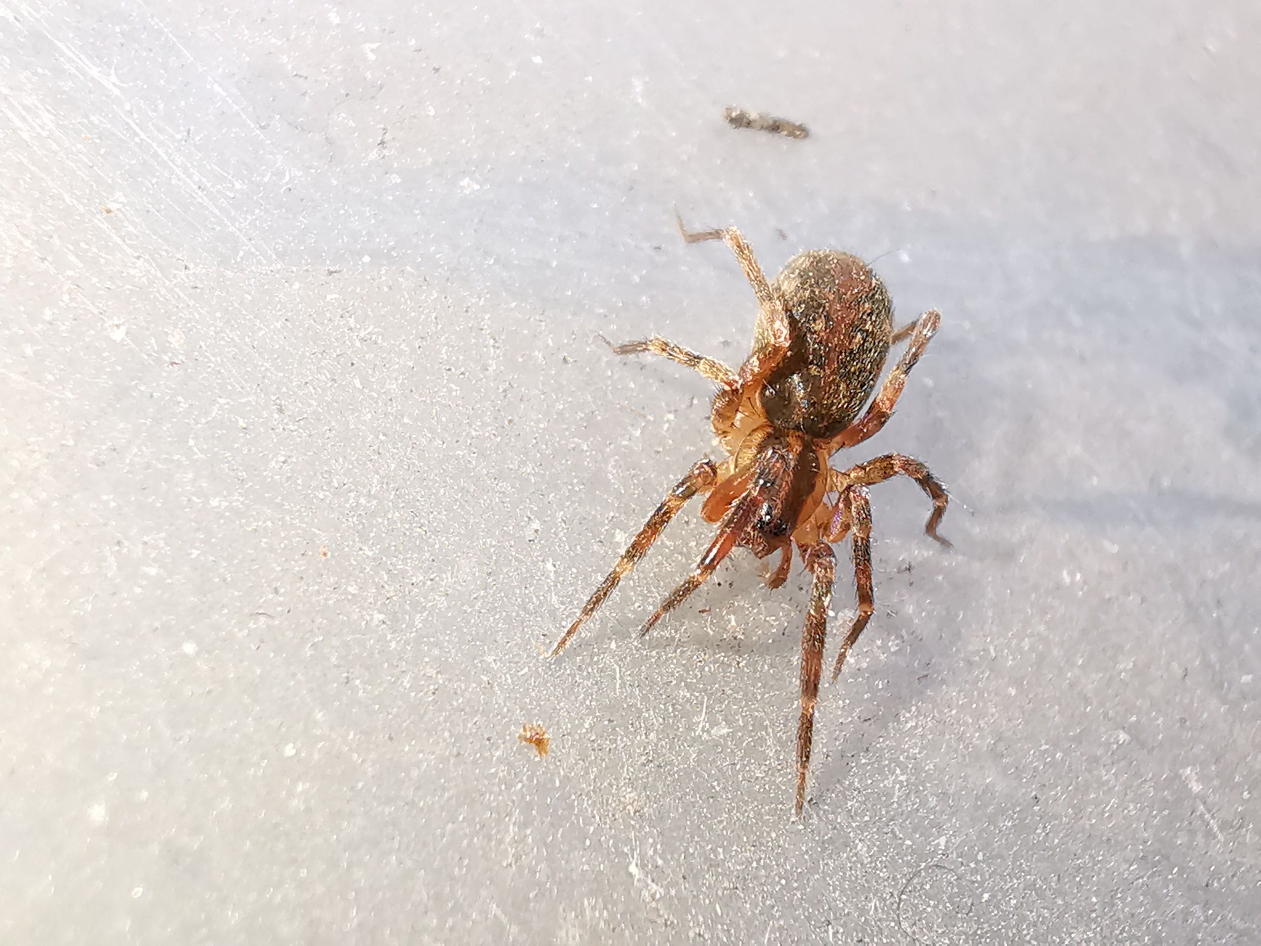 Secrete Insect Scotina secrète | Prototype Insectes