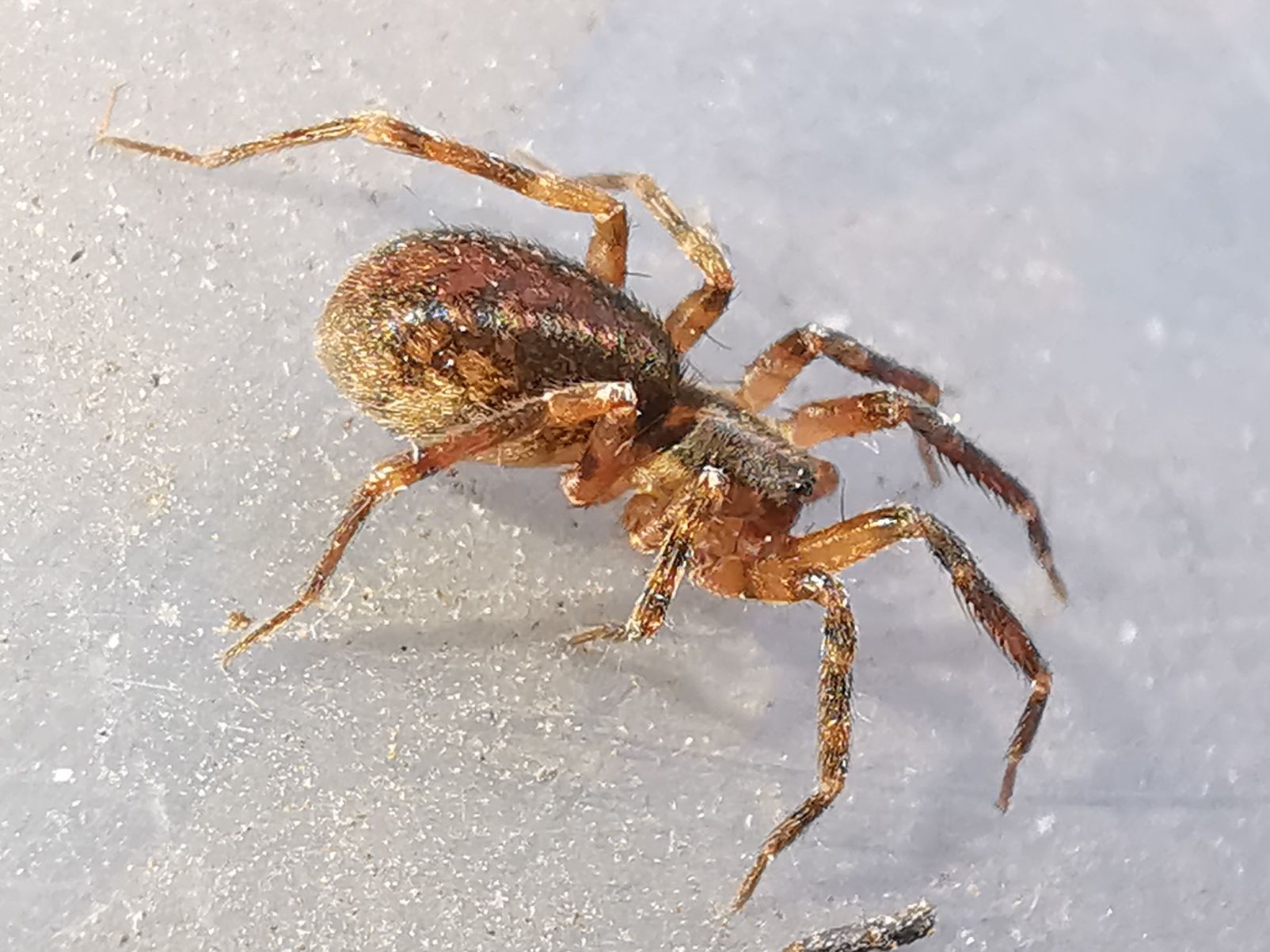 Secrete Insect Scotina secrète | Prototype Insectes