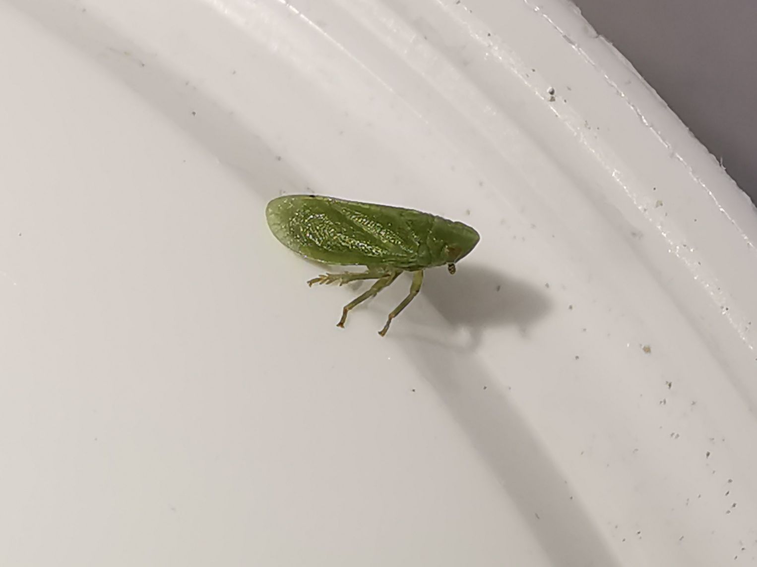 Insect Vert Tettigometre vert | Prototype Insectes