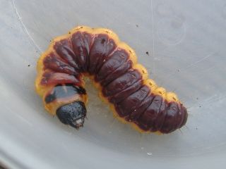 Cossidae | Prototype Insectes